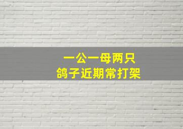 一公一母两只鸽子近期常打架