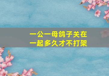 一公一母鸽子关在一起多久才不打架