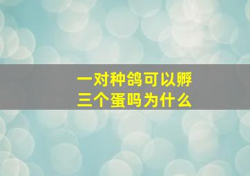 一对种鸽可以孵三个蛋吗为什么