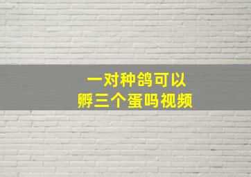 一对种鸽可以孵三个蛋吗视频