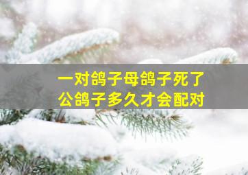 一对鸽子母鸽子死了公鸽子多久才会配对