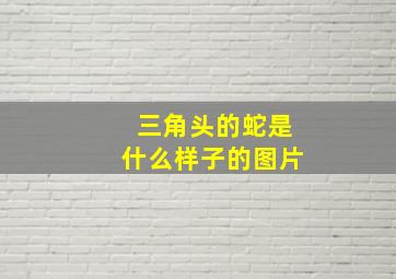 三角头的蛇是什么样子的图片