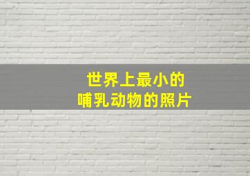 世界上最小的哺乳动物的照片