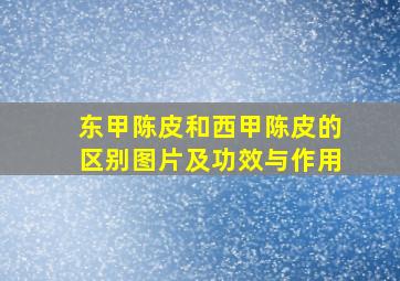 东甲陈皮和西甲陈皮的区别图片及功效与作用