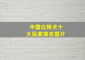 中国比特犬十大玩家排名图片