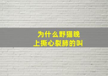 为什么野猫晚上撕心裂肺的叫