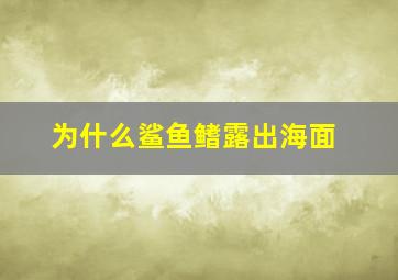 为什么鲨鱼鳍露出海面