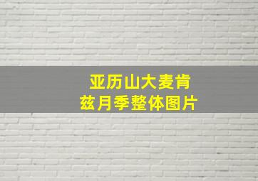 亚历山大麦肯兹月季整体图片