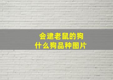 会逮老鼠的狗什么狗品种图片