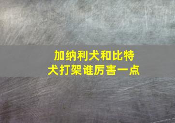 加纳利犬和比特犬打架谁厉害一点