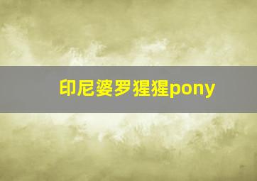 印尼婆罗猩猩pony