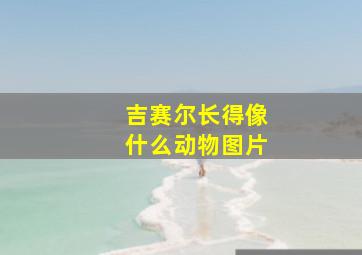 吉赛尔长得像什么动物图片