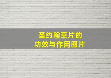 圣约翰草片的功效与作用图片