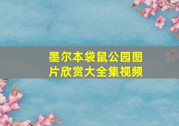 墨尔本袋鼠公园图片欣赏大全集视频