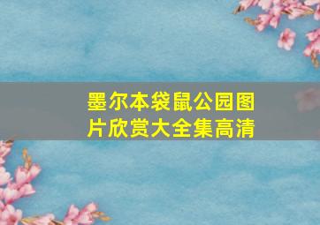 墨尔本袋鼠公园图片欣赏大全集高清