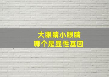 大眼睛小眼睛哪个是显性基因