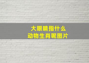 大眼睛指什么动物生肖呢图片