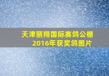 天津丽翔国际赛鸽公棚2016年获奖鸽图片