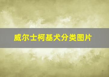 威尔士柯基犬分类图片