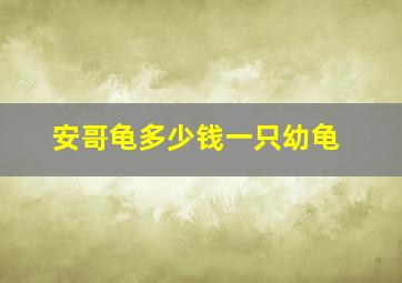 安哥龟多少钱一只幼龟