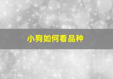 小狗如何看品种