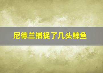 尼德兰捕捉了几头鲸鱼