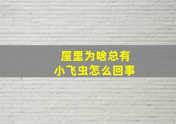 屋里为啥总有小飞虫怎么回事