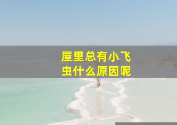 屋里总有小飞虫什么原因呢