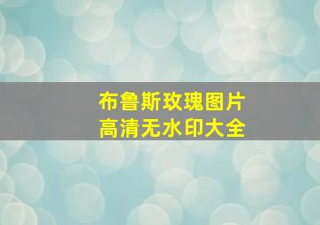 布鲁斯玫瑰图片高清无水印大全