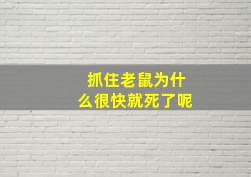 抓住老鼠为什么很快就死了呢