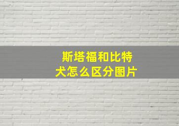 斯塔福和比特犬怎么区分图片