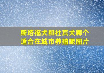 斯塔福犬和杜宾犬哪个适合在城市养殖呢图片