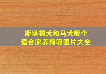 斯塔福犬和马犬哪个适合家养狗呢图片大全