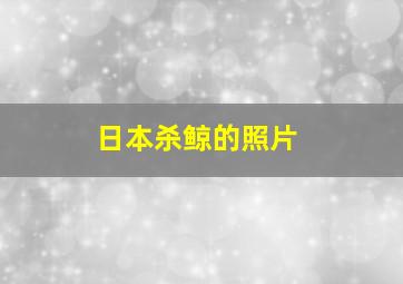 日本杀鲸的照片