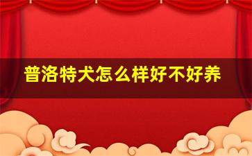 普洛特犬怎么样好不好养