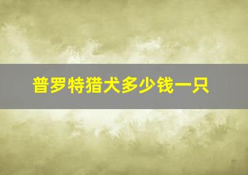 普罗特猎犬多少钱一只