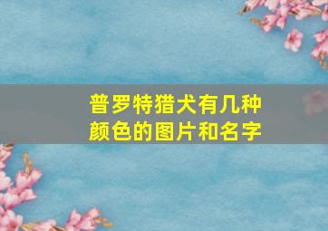 普罗特猎犬有几种颜色的图片和名字