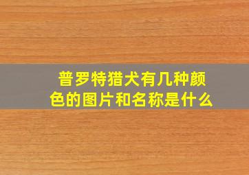 普罗特猎犬有几种颜色的图片和名称是什么