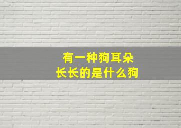 有一种狗耳朵长长的是什么狗