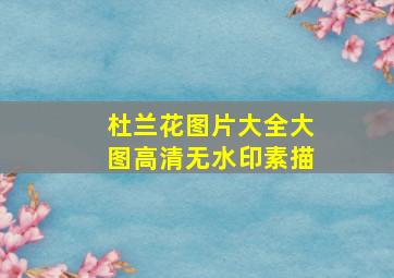 杜兰花图片大全大图高清无水印素描