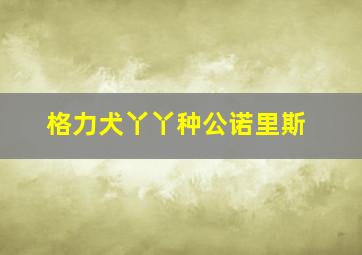 格力犬丫丫种公诺里斯