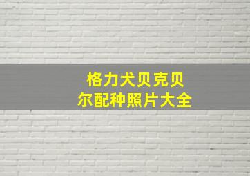 格力犬贝克贝尔配种照片大全