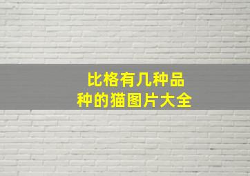 比格有几种品种的猫图片大全