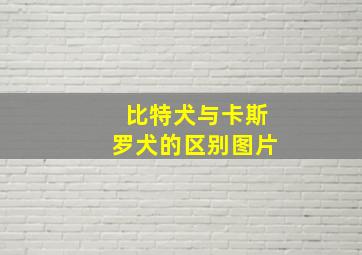 比特犬与卡斯罗犬的区别图片