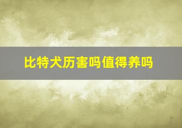 比特犬历害吗值得养吗