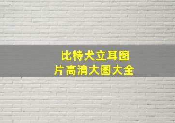 比特犬立耳图片高清大图大全