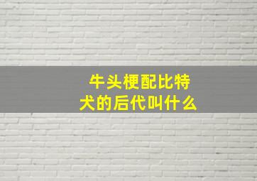 牛头梗配比特犬的后代叫什么