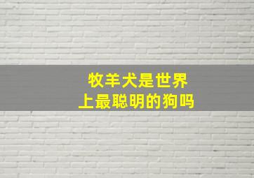 牧羊犬是世界上最聪明的狗吗