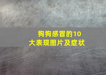 狗狗感冒的10大表现图片及症状