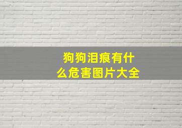 狗狗泪痕有什么危害图片大全